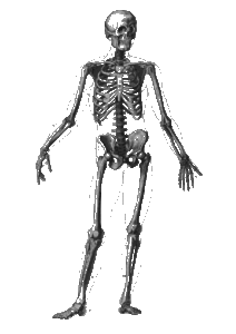 Ideal Body Dimensions for Powerlifting